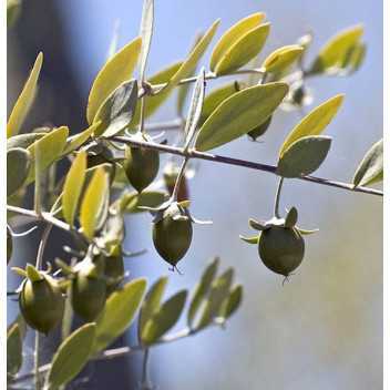 Jojoba Olie - 1