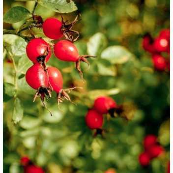 Rozenbottel Olie - 1