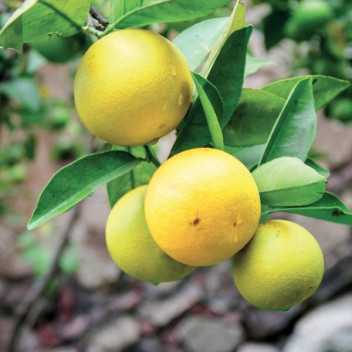 Bergamot - 1