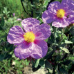 Cistus - 1