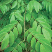 Copaiba - 1
