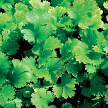 Coriander - 1