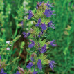 Hyssop Decumbens - 1