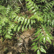 Katafray - 1
