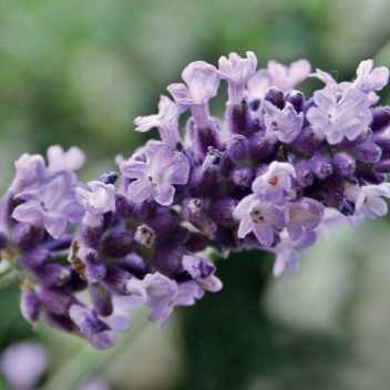 Lavendel Vera - 1