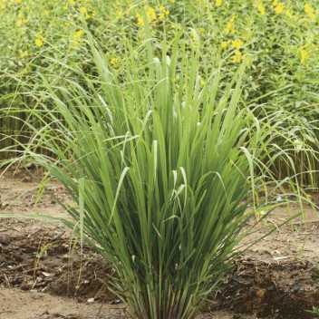 Citroengras - 1