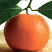 Mandarijn - 1