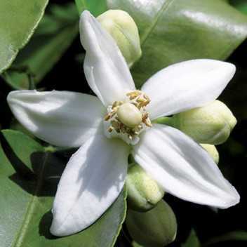 Neroli - 1