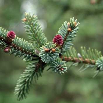 Picea Mariana - 1