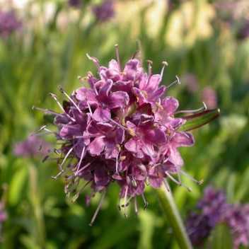 Jatamansi Spikenard - 1