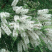 Tea Tree - 1