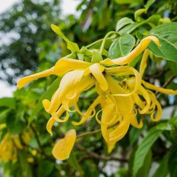 Ylang Ylang - 1