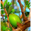 Argan Olie - 1