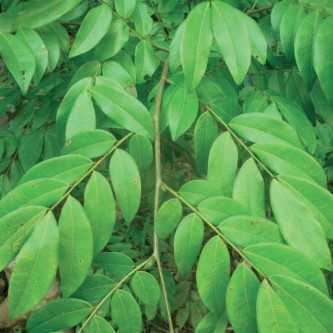 Copaiba - 1