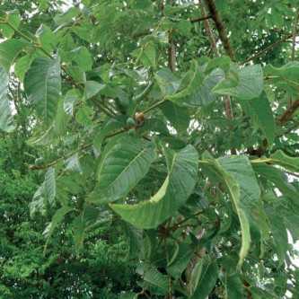 Elemi - 1