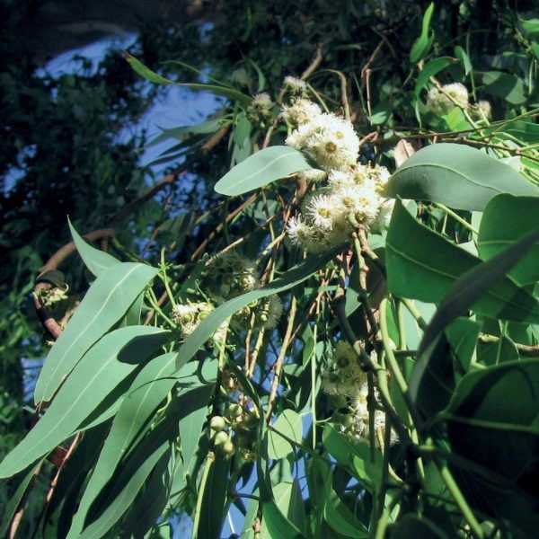 Eucalyptus Citriodora - 1