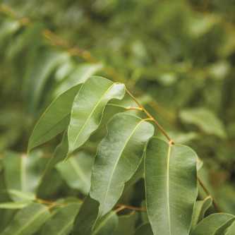 Eucalyptus Radiata - 1