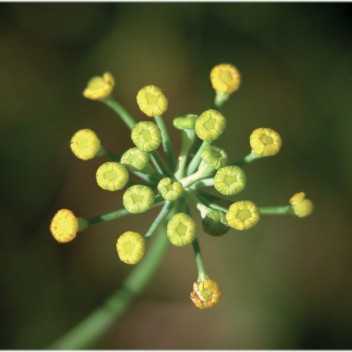 Venkelzaad - 1