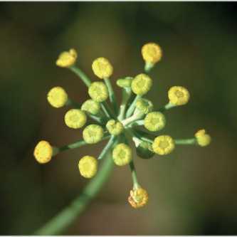 Venkelzaad - 1