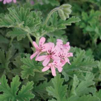 Geranium Rose - 1
