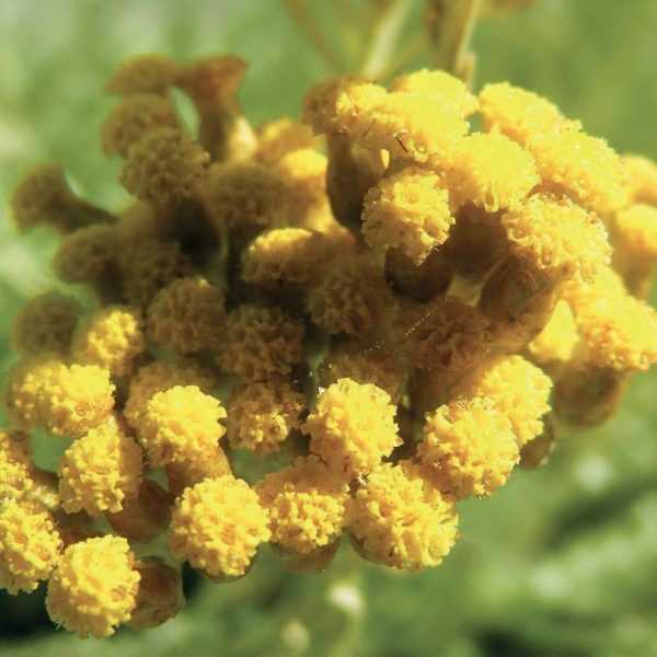 Immortelle - 1