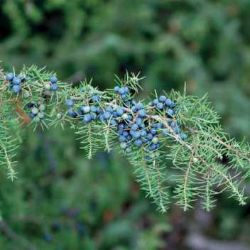 Juniper - 1