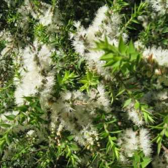 Kunzea - 1