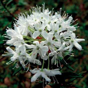 Ledum Groenlandicum - 1