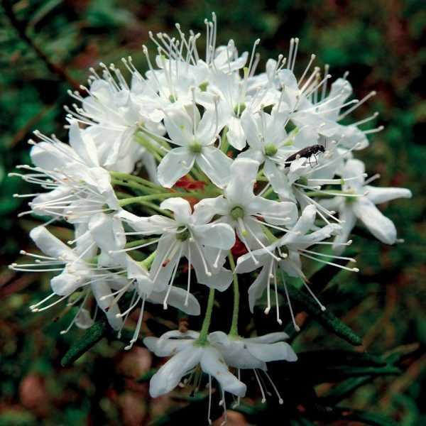 Ledum Groenlandicum - 1