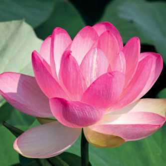 Lotusbloem - 1