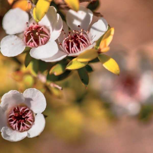 Manuka - 1