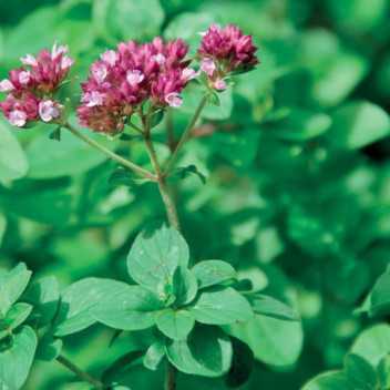 Oregano - 1
