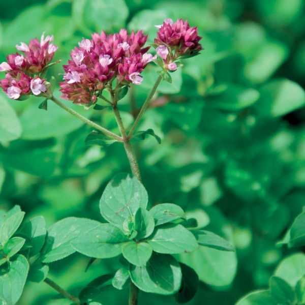Oregano - 1