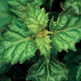 Patchouli - 1