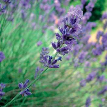 Lavendel Spike - 1