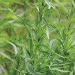 Tarragon - 1