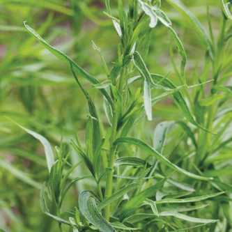Tarragon - 1