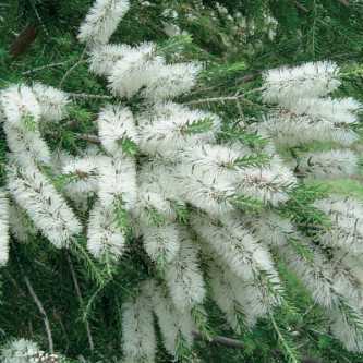 Tea Tree - 1