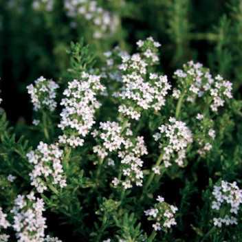 Tijm Linalol - 1