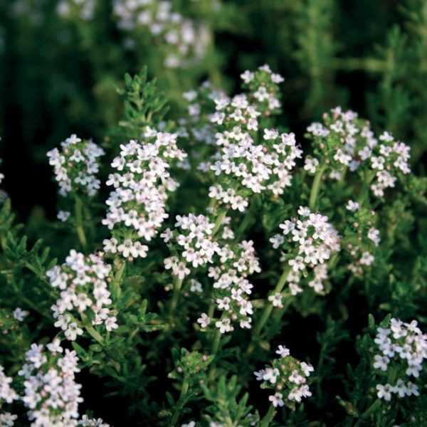 Tijm Linalol - 1