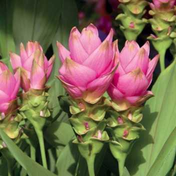 Kurkuma - Turmeric - 1