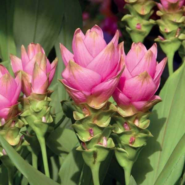 Kurkuma - Turmeric - 1