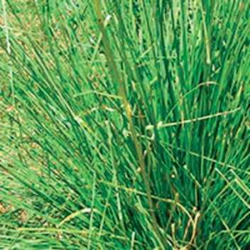 Vetiver - 1