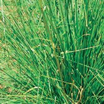 Vetiver - 1