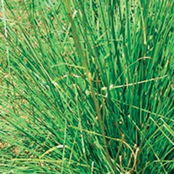 Vetiver - 1