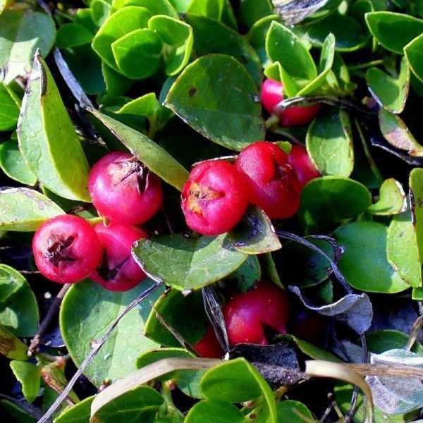 Wintergroen - 1