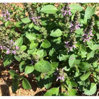 Heilige Basilicum - Tulsi - 1