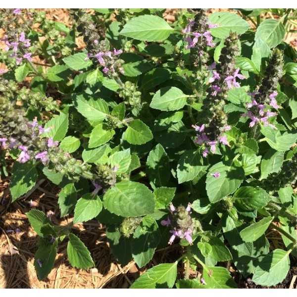 Heilige Basilicum - Tulsi - 1